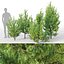 Juniperus communis 03