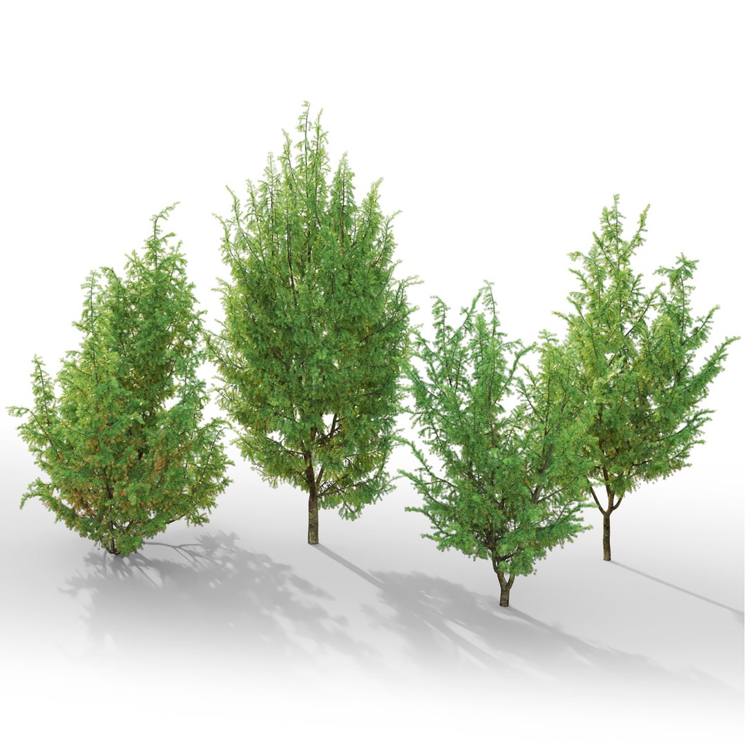 3D juniper juniperus model https://p.turbosquid.com/ts-thumb/wt/UPgbIz/EW/3t/jpg/1609842531/1920x1080/fit_q87/3b1e6447e22286da7451fd320b8bfb17af0a6daa/3t.jpg