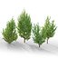 Juniperus communis 03