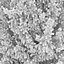 Juniperus communis 03