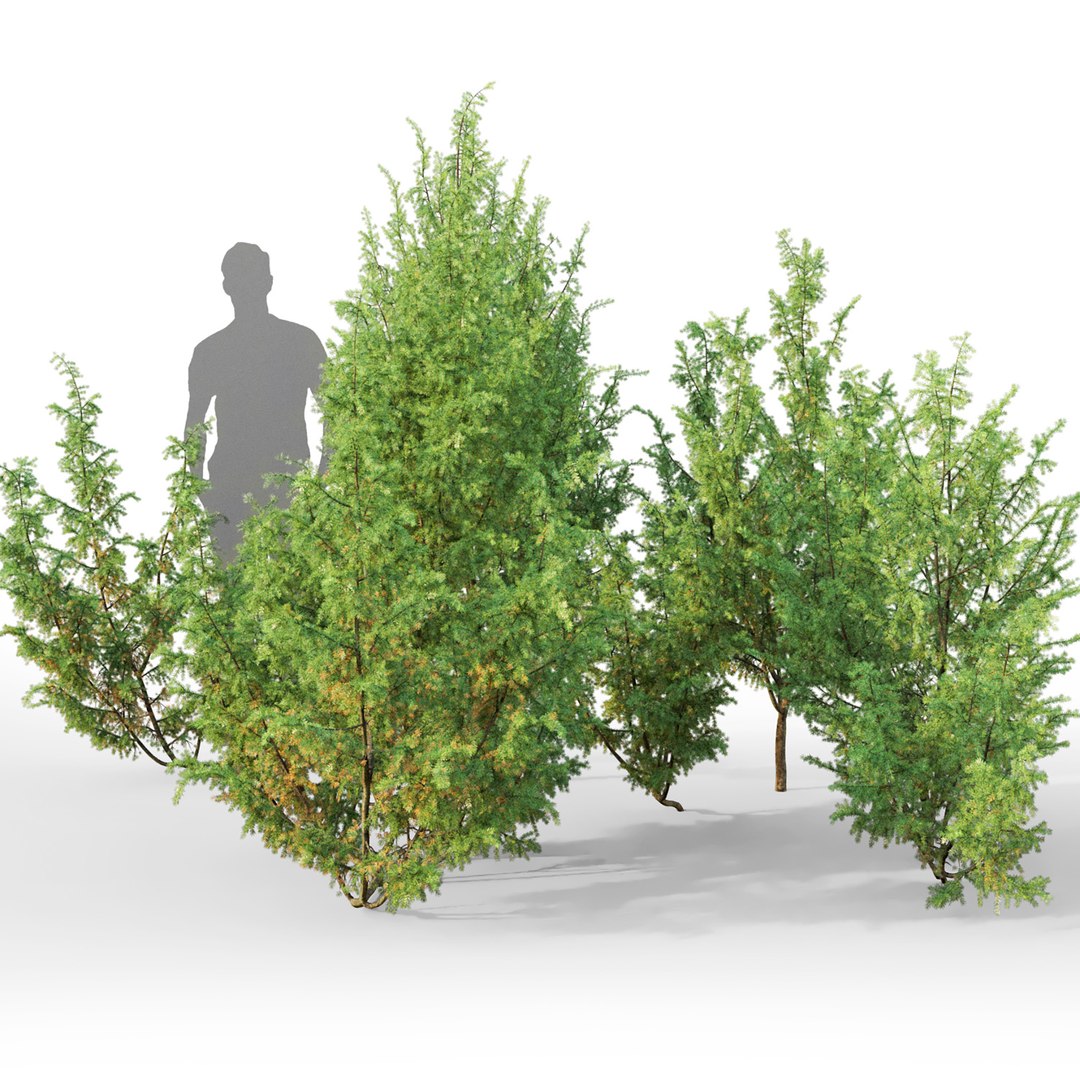 3D juniper juniperus model https://p.turbosquid.com/ts-thumb/wt/UPgbIz/pZ/2t/jpg/1609842532/1920x1080/fit_q87/603f00342994389fe40c3800249d415bf8aed05c/2t.jpg