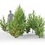 Juniperus communis 03
