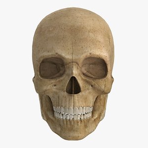 Human Skull