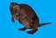 beaver
