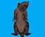 beaver