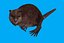 beaver
