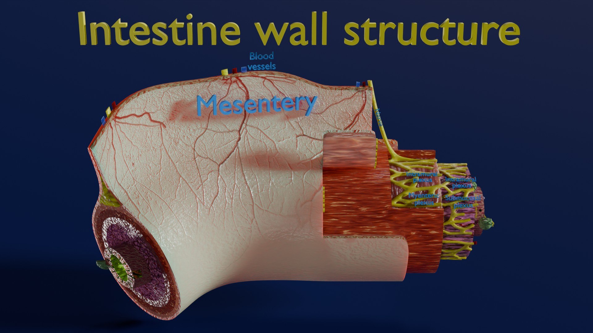 Intestinal Wall Layers Anatomy Labelled - TurboSquid 2352263