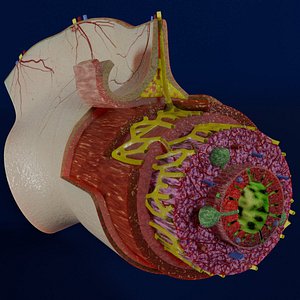 Intestinal wall layers anatomy labelled