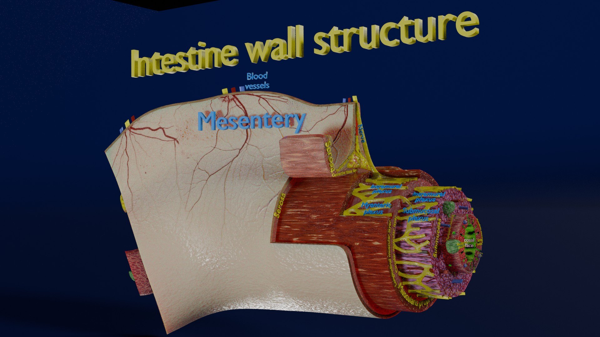 Intestinal Wall Layers Anatomy Labelled - TurboSquid 2352263