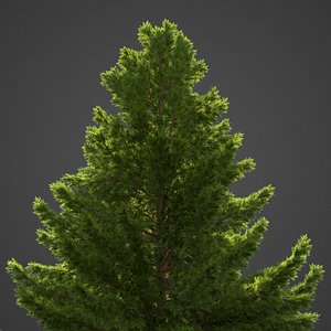 2021 PBR False Cypress Collection - Chamecyparis Obtusa