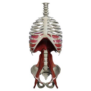 human diaphragm muscle group 3D model