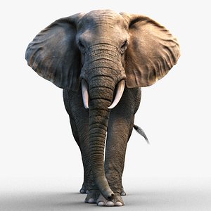 African Elephant XGEN-CORE RIGGED