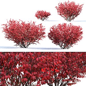 bush euonymus 3D model