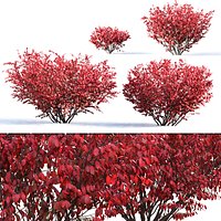Euonymus bush 03