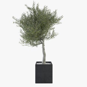 Ornamental Olive Tree 02