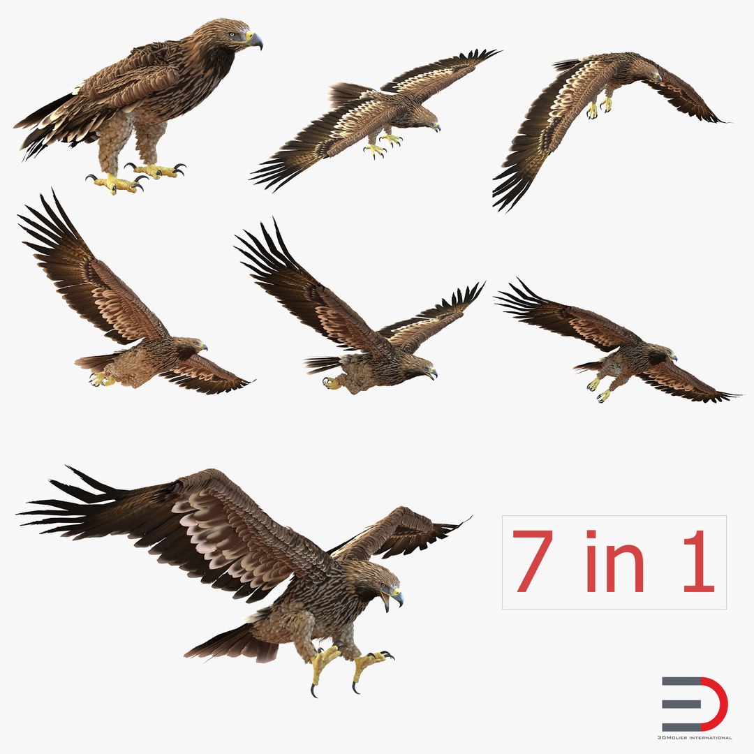 Imperial Eagle 3D Models Collection 3D model preview