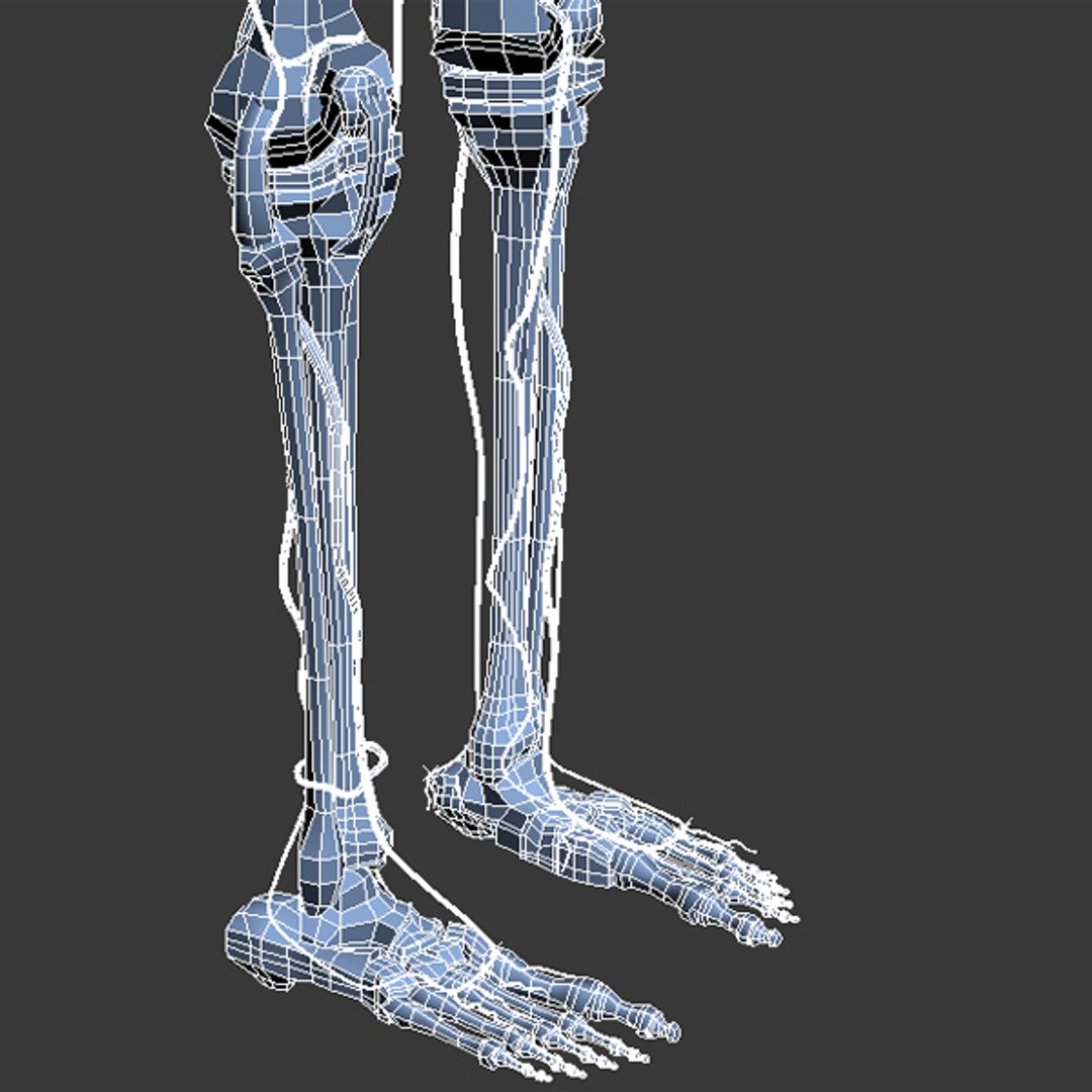 3d human pelvis legs https://p.turbosquid.com/ts-thumb/wu/NRkD0c/3rEcyr96/pl_91/jpg/1320326589/1920x1080/fit_q87/59483f7a314a3461e8a454d5d1887f21e332de23/pl_91.jpg