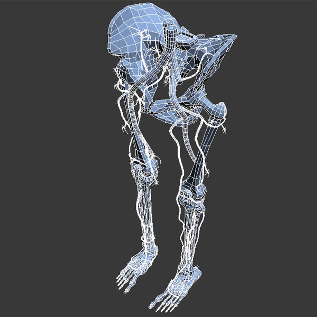 3d human pelvis legs https://p.turbosquid.com/ts-thumb/wu/NRkD0c/APNefFpS/pl_8/jpg/1320326589/1920x1080/fit_q87/6b7363dc800b16929525f4ee934975fa61f8225d/pl_8.jpg