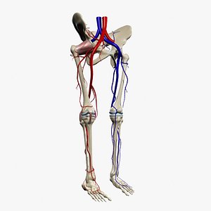 3d human pelvis legs
