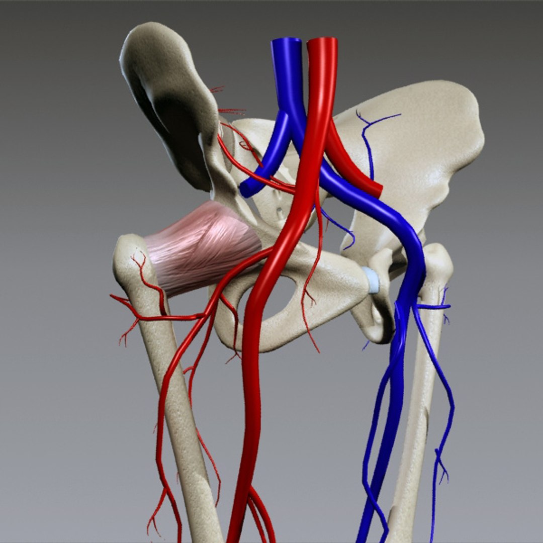 3d human pelvis legs https://p.turbosquid.com/ts-thumb/wu/NRkD0c/S8yHjlyF/pl_4/jpg/1320326364/1920x1080/fit_q87/6439c5a30a0abf0fc51e4b8cec8578ad68678d44/pl_4.jpg