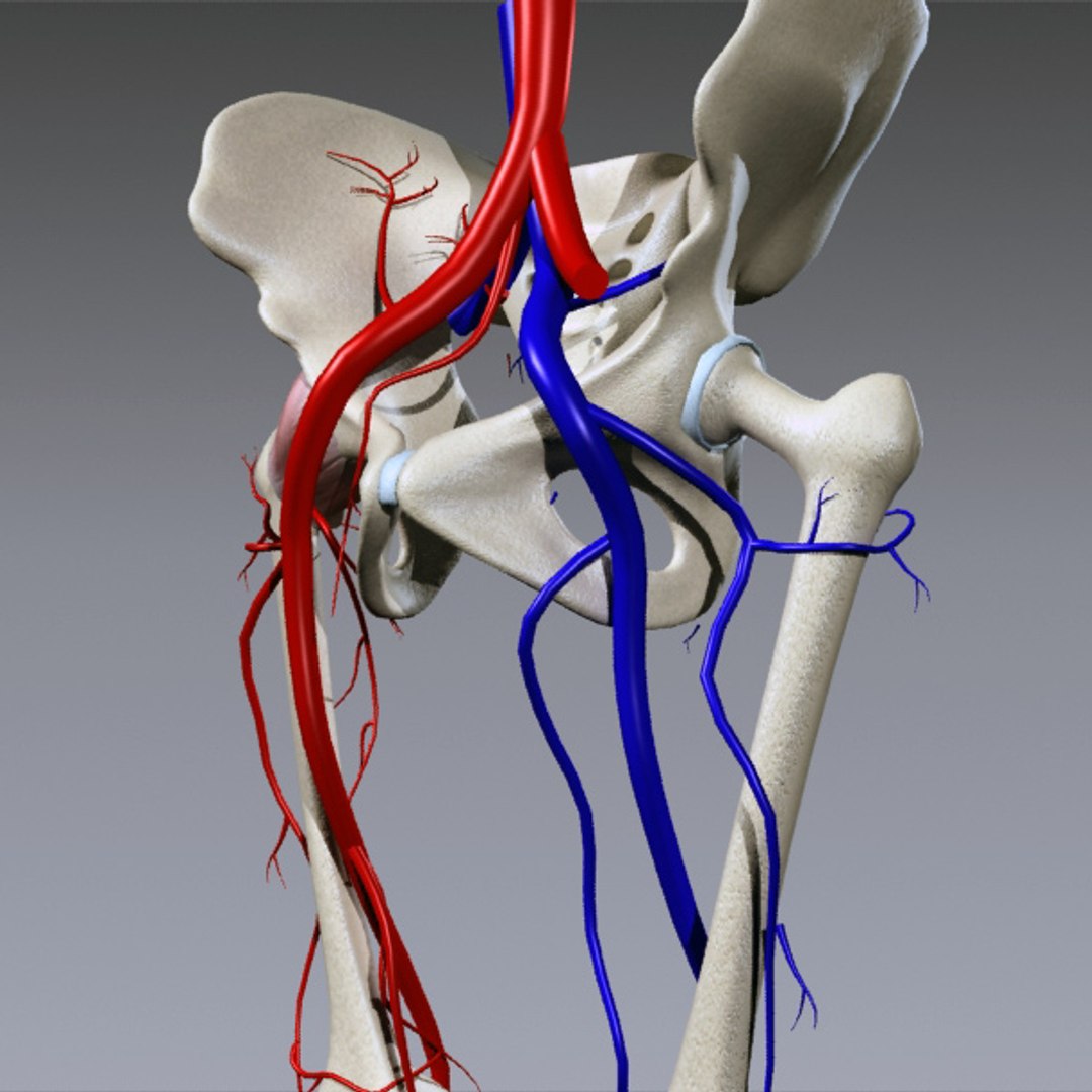 3d human pelvis legs https://p.turbosquid.com/ts-thumb/wu/NRkD0c/YSXxAcVi/pl_6/jpg/1320326364/1920x1080/fit_q87/5c0c7ca7173b3a99caef50179f998b0ade5c44cf/pl_6.jpg