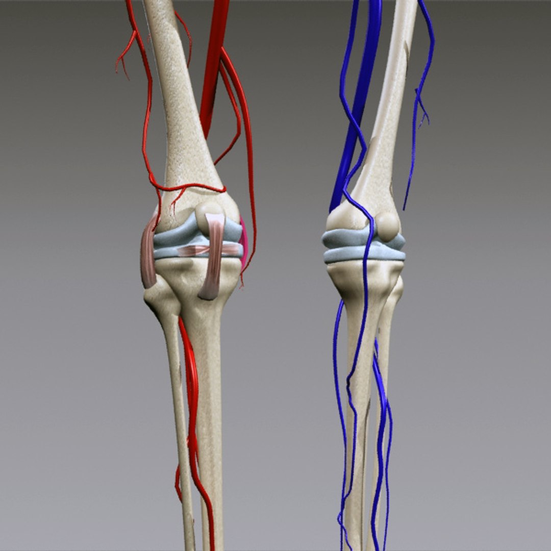 3d human pelvis legs https://p.turbosquid.com/ts-thumb/wu/NRkD0c/cyFIo8OC/pl_5/jpg/1320326364/1920x1080/fit_q87/d2b9f4b15b7c044aef19c64cc1b64080bafdf56c/pl_5.jpg