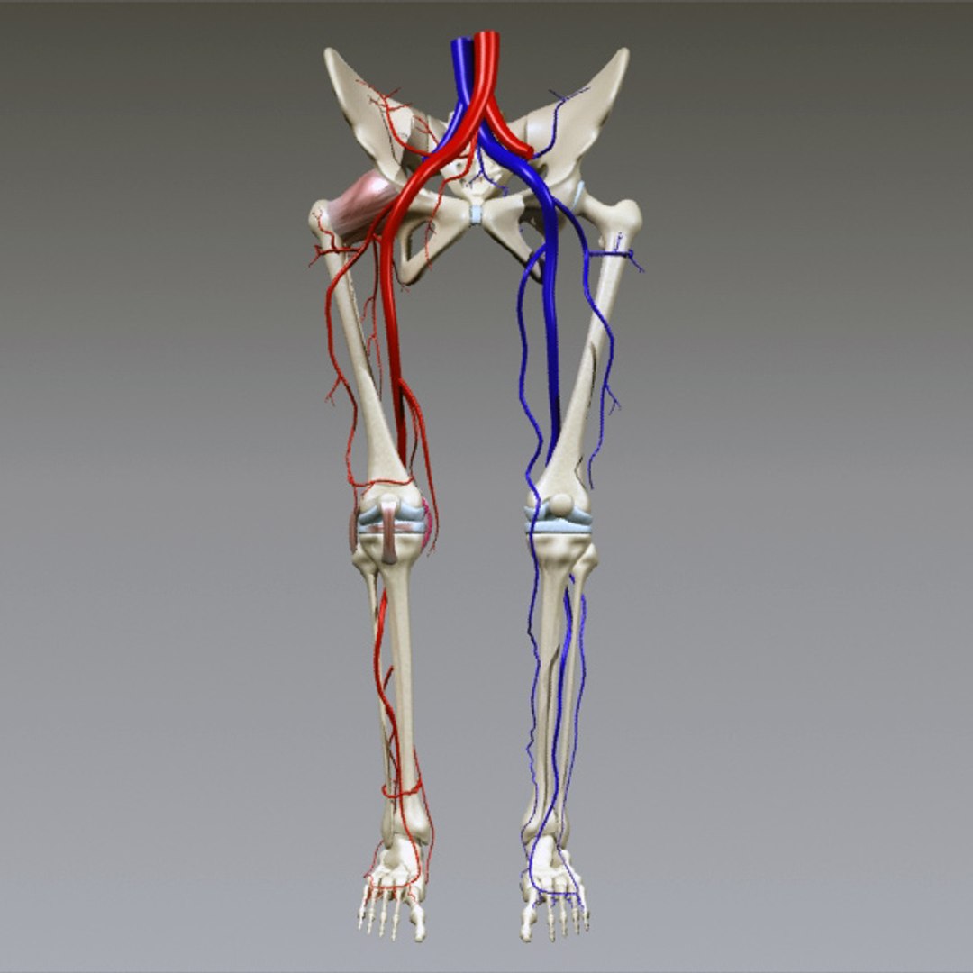 3d human pelvis legs https://p.turbosquid.com/ts-thumb/wu/NRkD0c/ktJ23kD5/pl_1/jpg/1320326364/1920x1080/fit_q87/c0108ac763acfdab14c06a432f4229f39fc774c4/pl_1.jpg