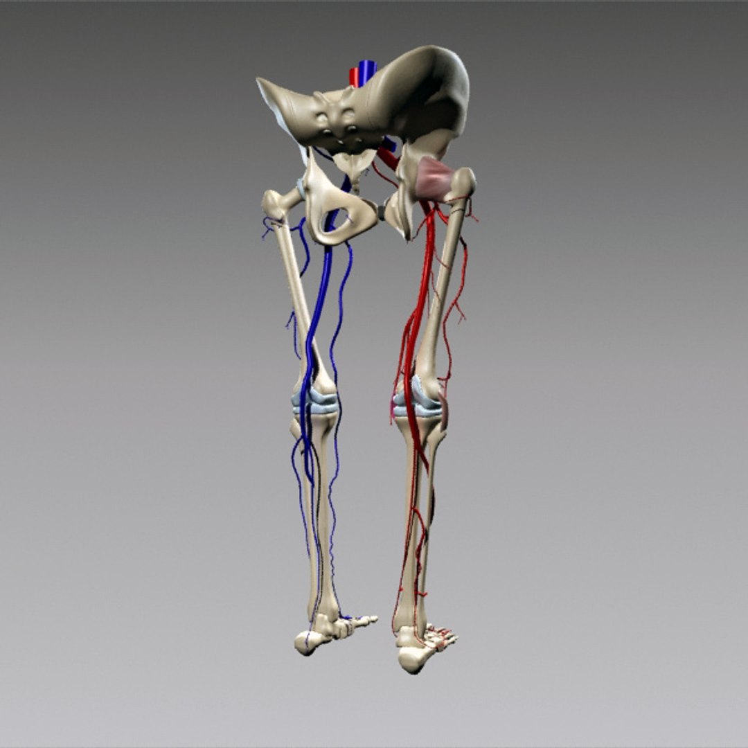 3d human pelvis legs https://p.turbosquid.com/ts-thumb/wu/NRkD0c/rt9zWg1w/pl_3/jpg/1320326364/1920x1080/fit_q87/a18bdf2677b6cf3fd14b29acaebbf78a89139c19/pl_3.jpg
