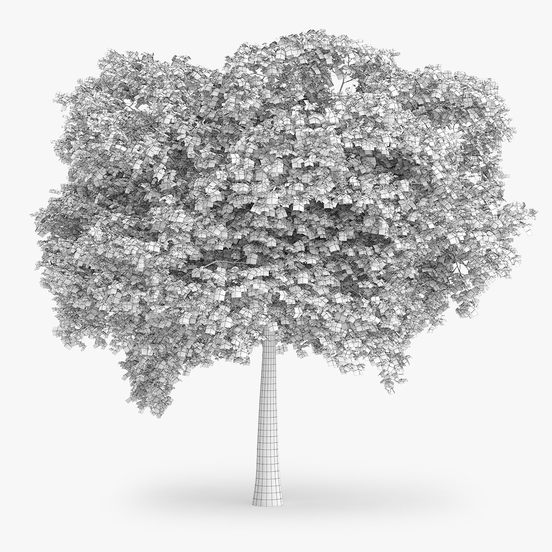 Northern Red Oak 14m 3d Obj
