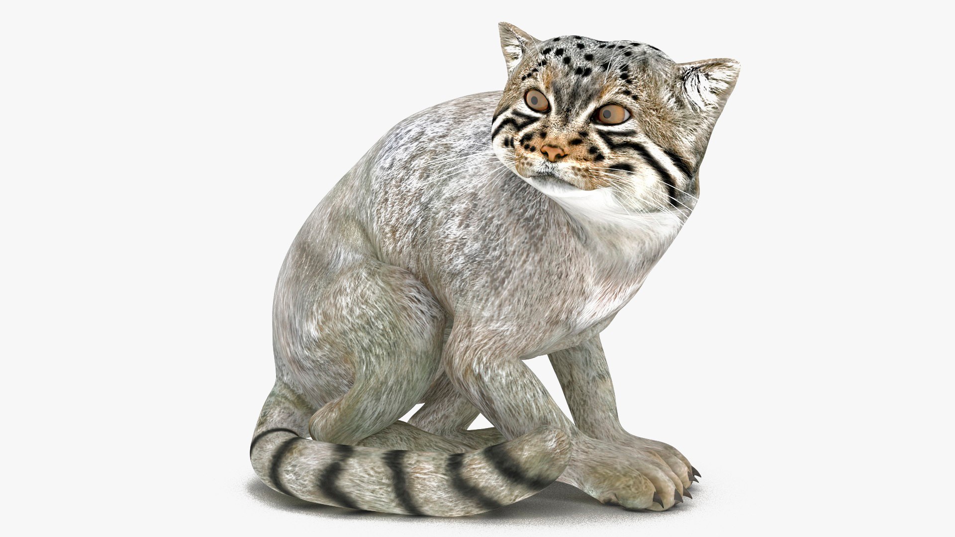 Manul Cat in Sitting 3D model preview