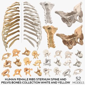 Human Female Ribs Sternum Spine and Pelvis Bones Collection White and Yellow - 52 models