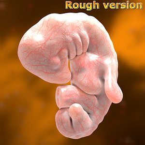 3d human embryo