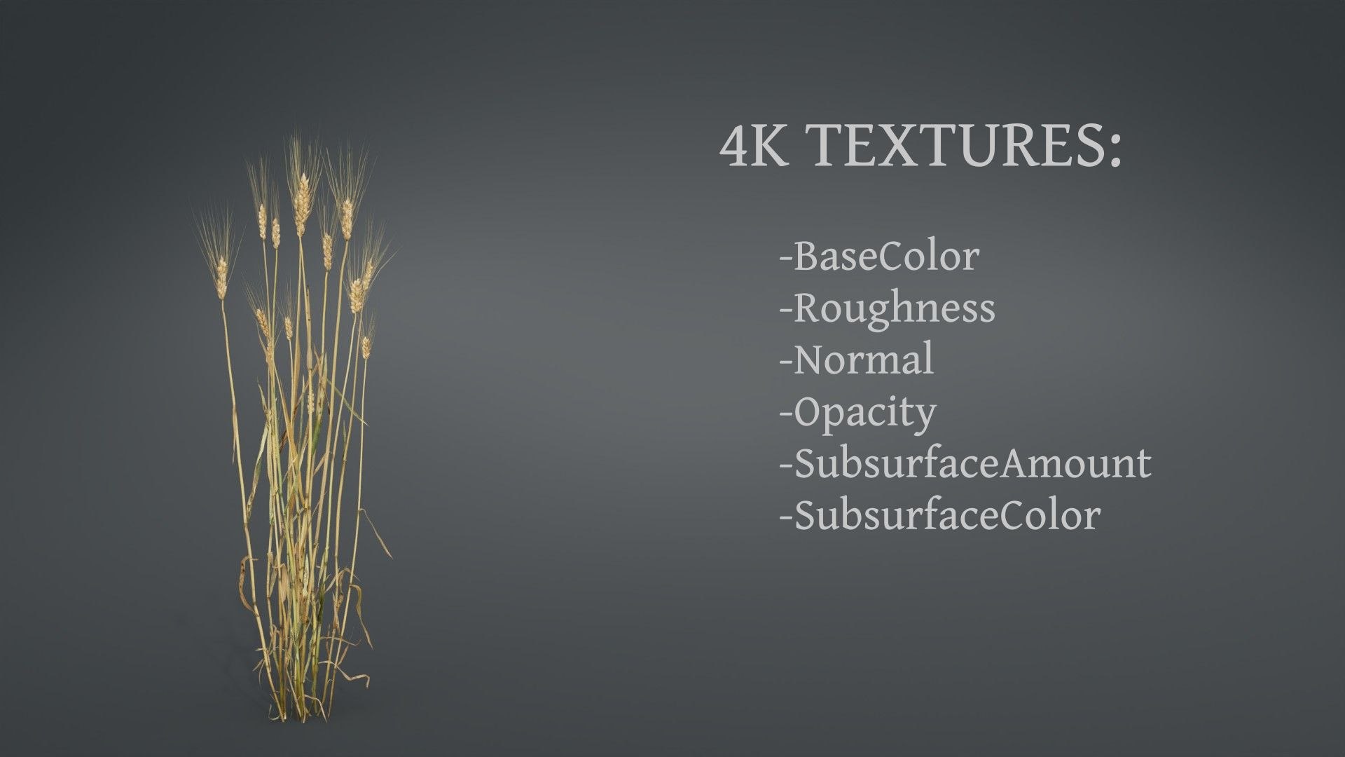 barley grain food 3D https://p.turbosquid.com/ts-thumb/wu/YGugQG/3Ts5Pk60/3dplantcollectionvol02barley_05/jpg/1602984820/1920x1080/fit_q87/7bcd6979de4bfecaaeef3e5c91ca7fb5f1953c26/3dplantcollectionvol02barley_05.jpg