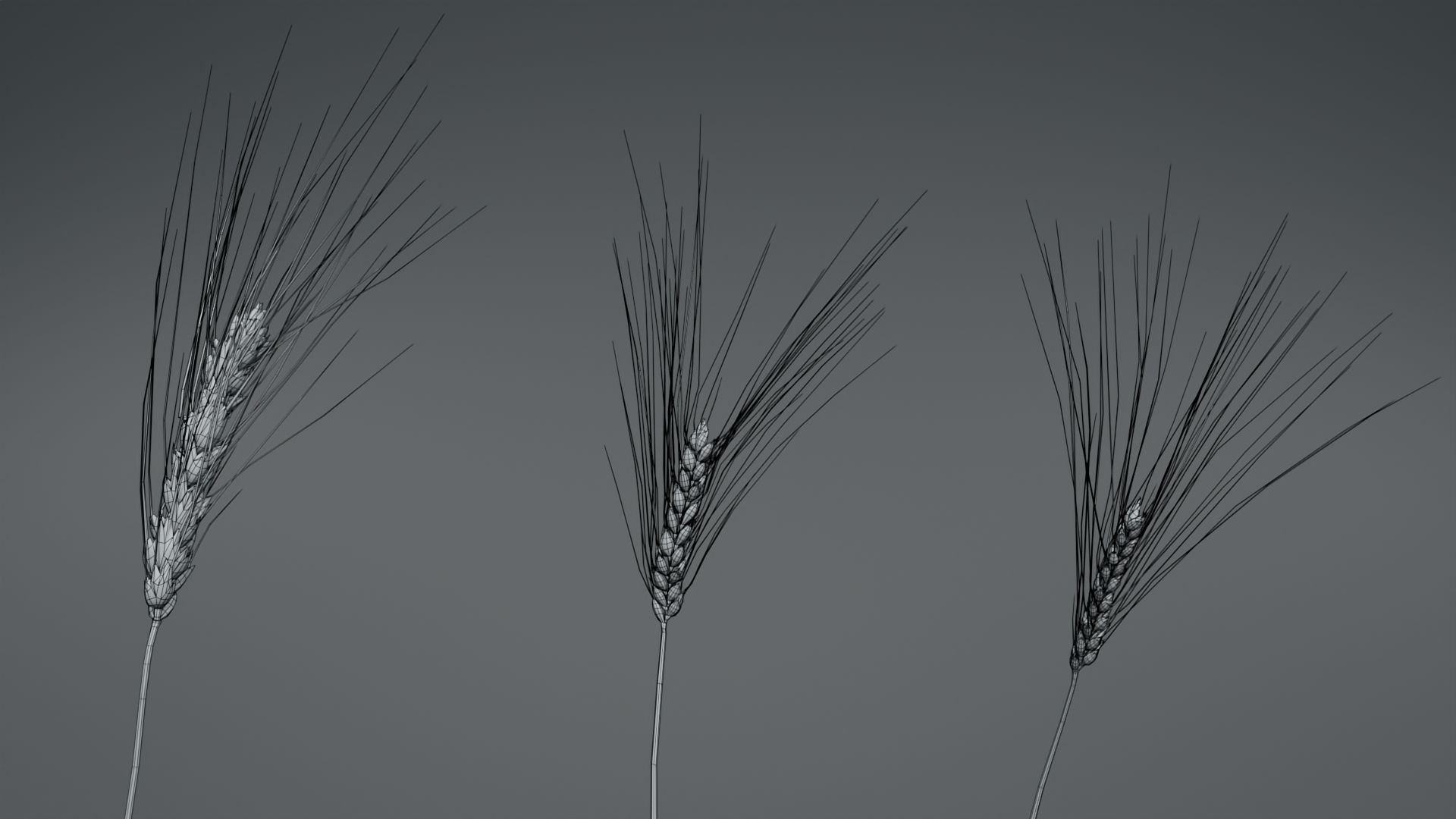barley grain food 3D https://p.turbosquid.com/ts-thumb/wu/YGugQG/XqJU0Pxk/3dplantcollectionvol02barley_06/jpg/1602984819/1920x1080/fit_q87/1f62d7f9c226b1ea933c103908deee1343530d8d/3dplantcollectionvol02barley_06.jpg