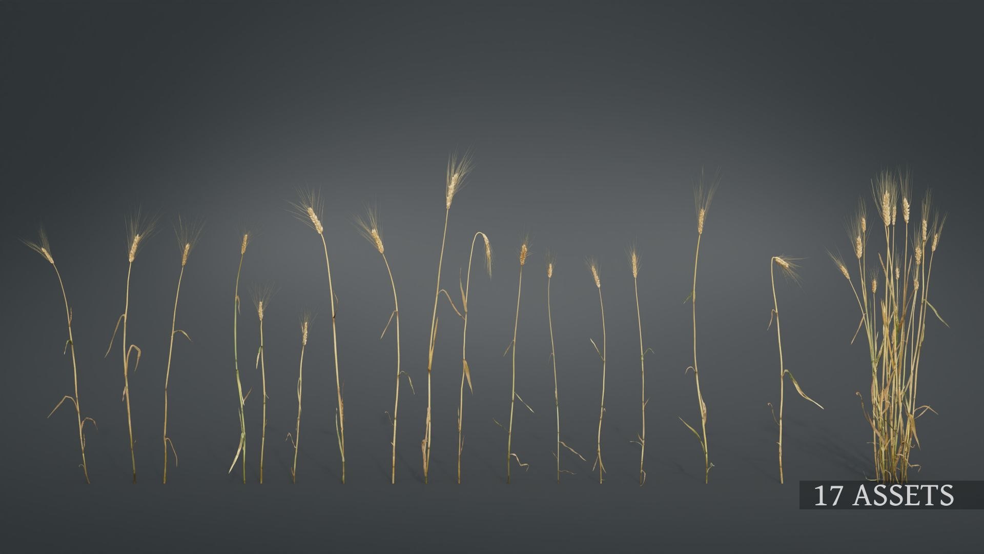 barley grain food 3D https://p.turbosquid.com/ts-thumb/wu/YGugQG/YIuJXsse/3dplantcollectionvol02barley_04/jpg/1602984819/1920x1080/fit_q87/be0ffcc43050eed65727dd365bebd26d1f8dd03a/3dplantcollectionvol02barley_04.jpg