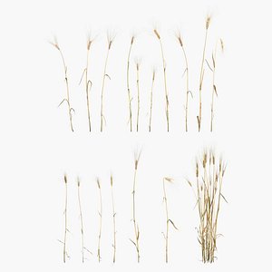 barley grain food 3D