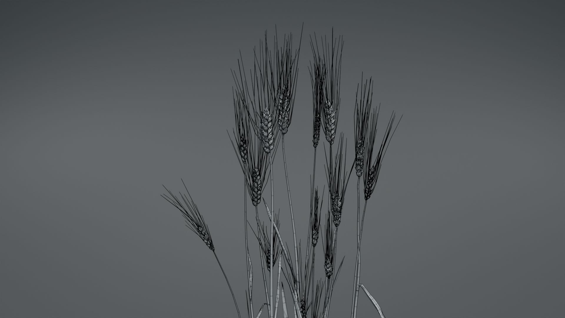 barley grain food 3D https://p.turbosquid.com/ts-thumb/wu/YGugQG/t0HhRjpj/3dplantcollectionvol02barley_07/jpg/1602984820/1920x1080/fit_q87/a62f5c7407c1016db6ec23050f99f20987a83e56/3dplantcollectionvol02barley_07.jpg