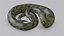 Anaconda verde