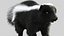 Skunk
