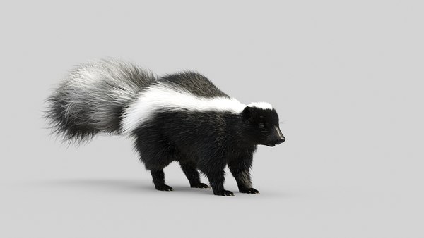 3D Skunk model - TurboSquid 1742075