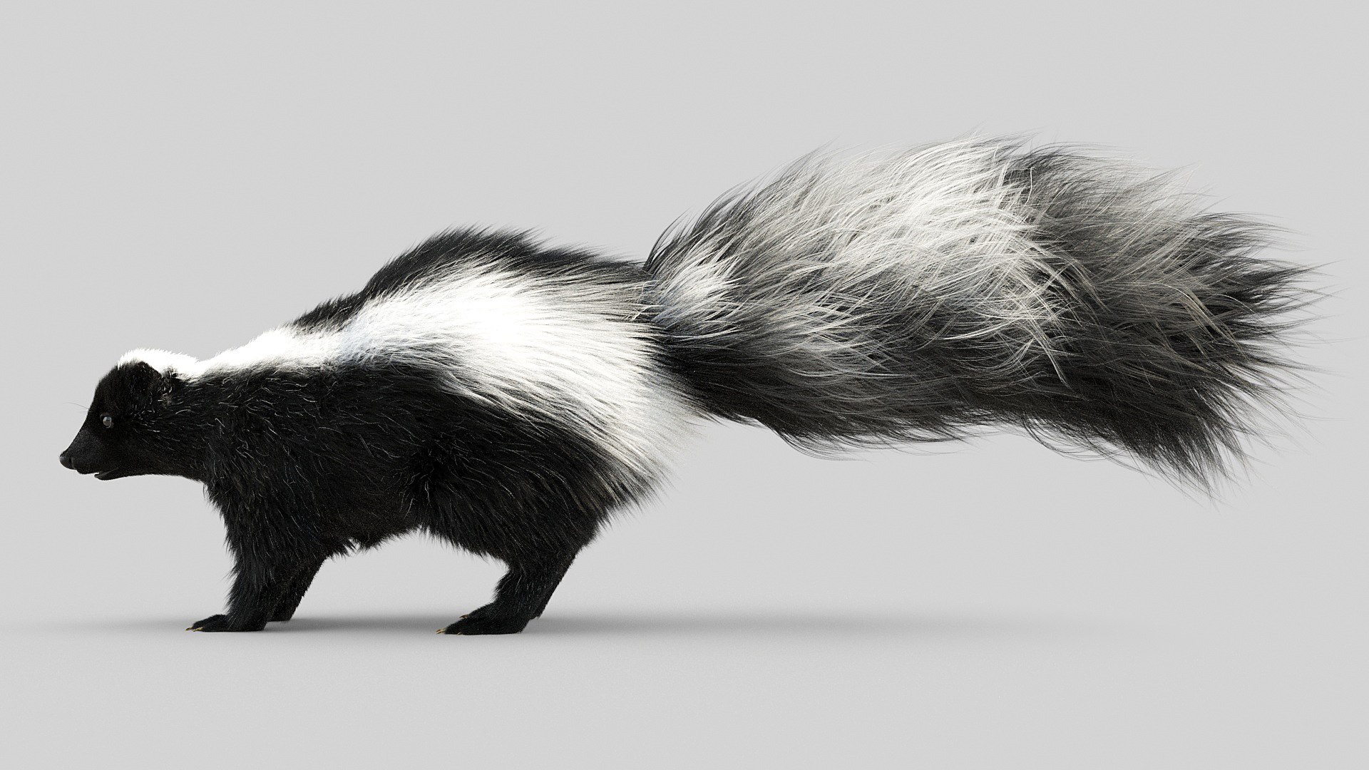 3D Skunk Model - TurboSquid 1742075