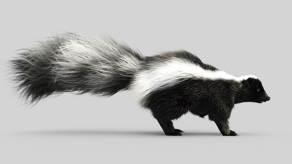 3D Skunk model - TurboSquid 1742075