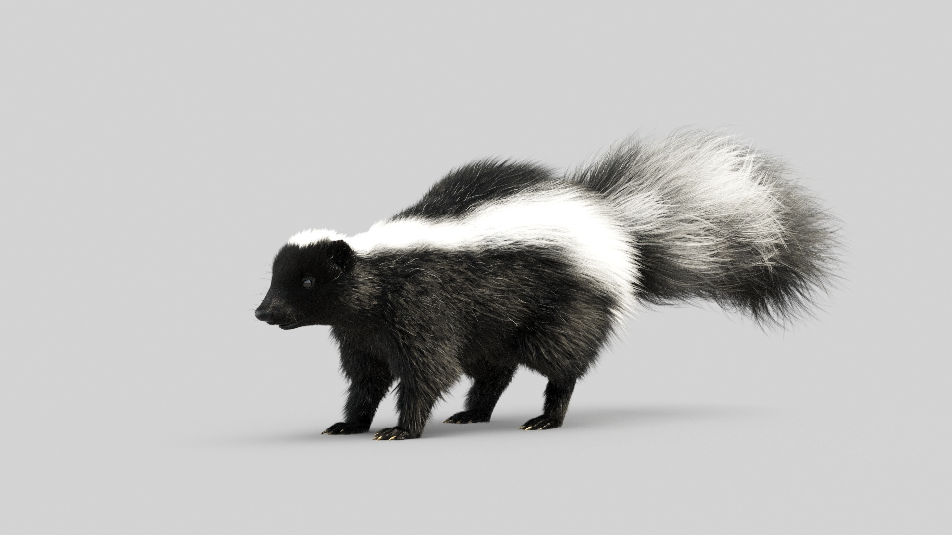 3D Skunk Model - TurboSquid 1742075