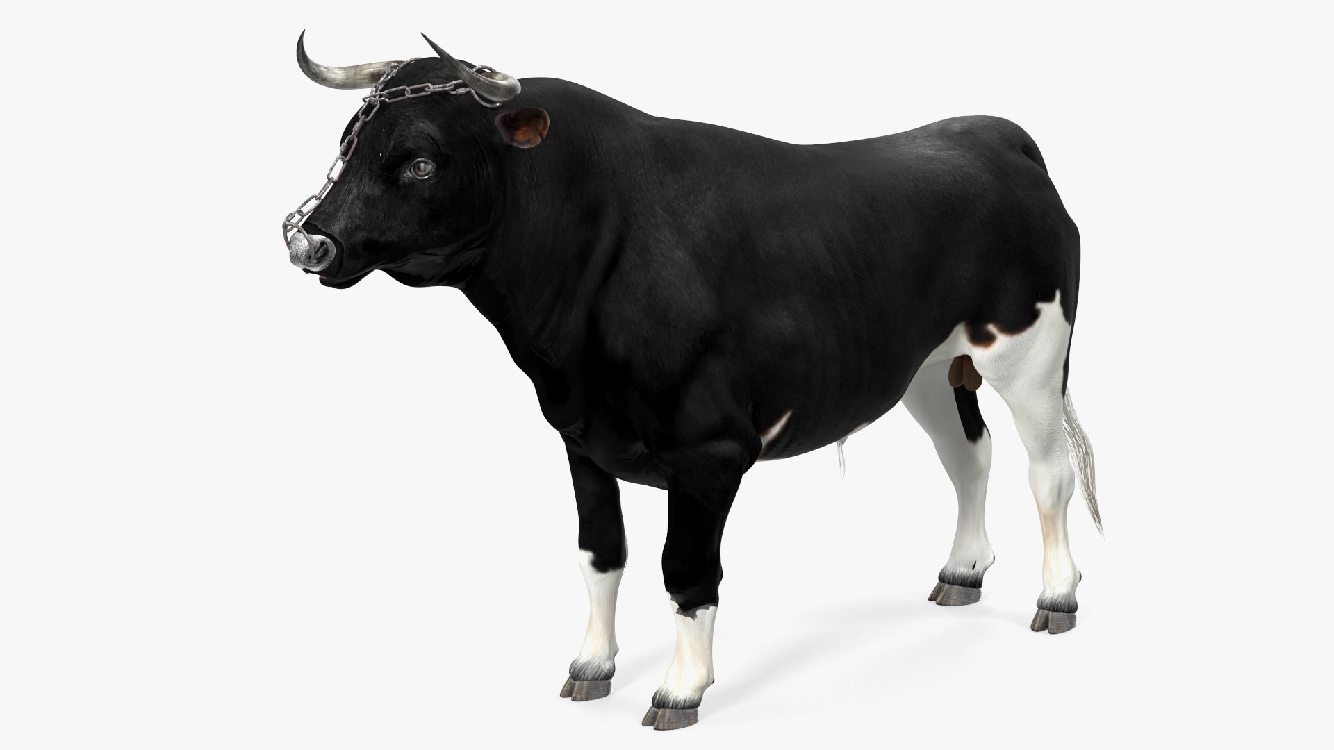 Bull with a Chain 3D model preview
