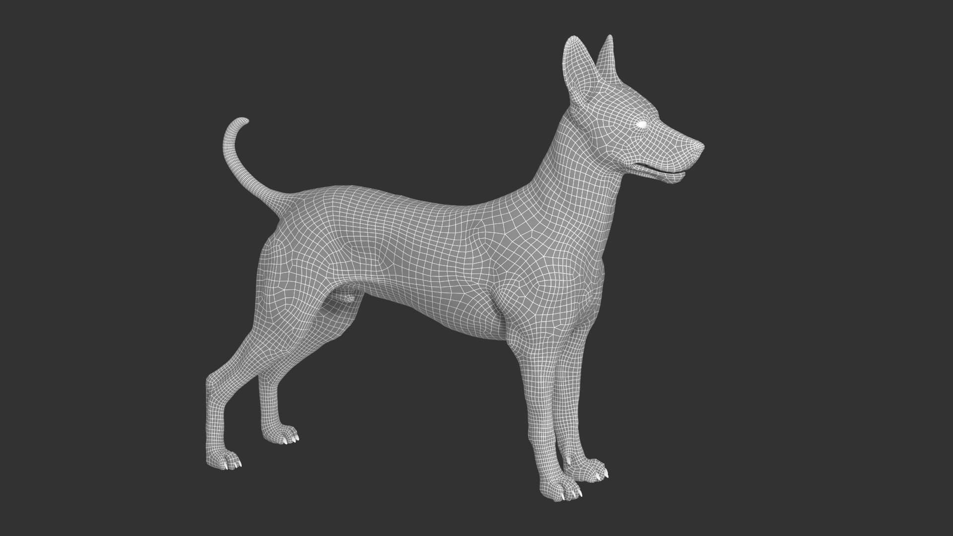 Mexican Hairless Dog 3D model https://p.turbosquid.com/ts-thumb/wu/izQDbE/6y/mexican_dog_wired04/png/1719610518/1920x1080/fit_q87/279aa2e4a6c624a3942d0f67b224d2fc313976d1/mexican_dog_wired04.jpg