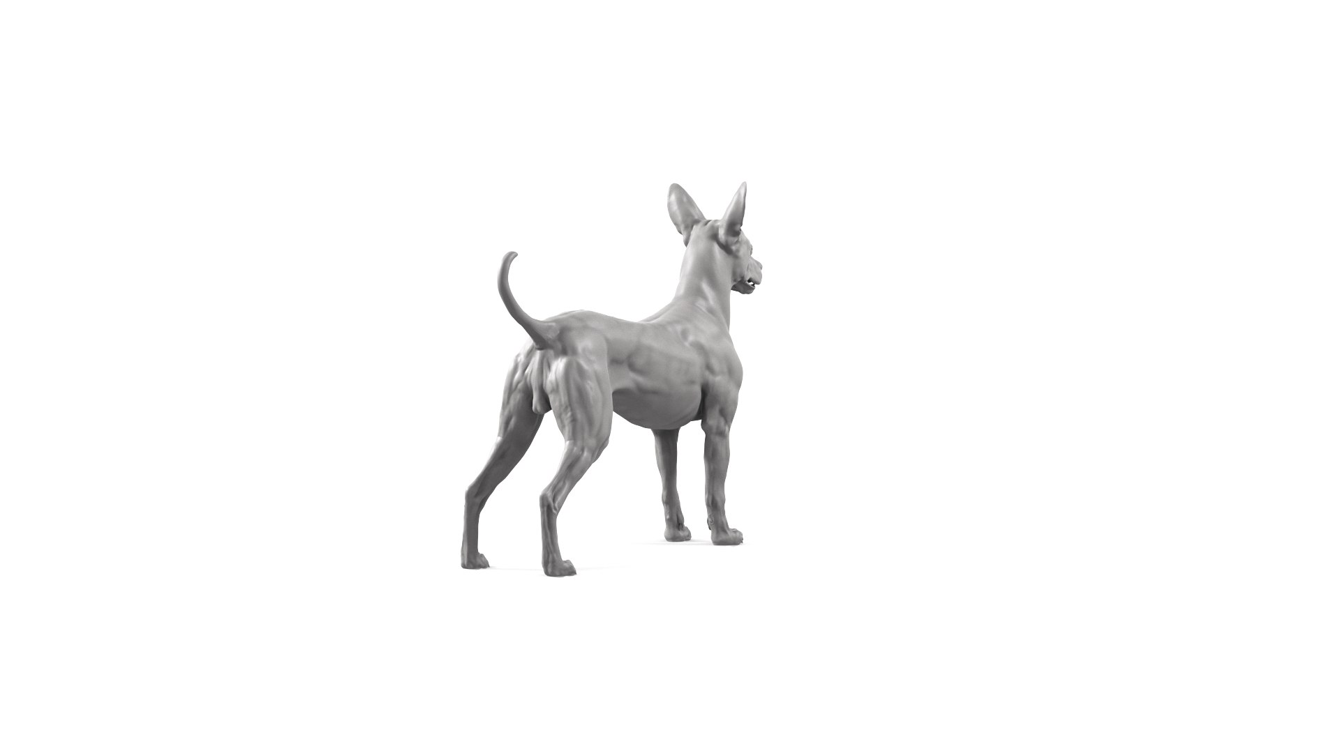 Mexican Hairless Dog 3D model https://p.turbosquid.com/ts-thumb/wu/izQDbE/Qv/mexican_dog_cam06/png/1719610516/1920x1080/fit_q87/e9ad0ee24d01c68ca555c54a9ae577c17493484d/mexican_dog_cam06.jpg