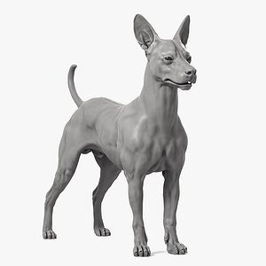 Mexican Hairless Dog 3D model