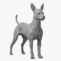 Mexican Hairless Dog