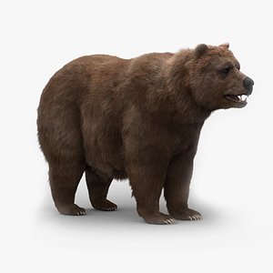 3d model bear fur