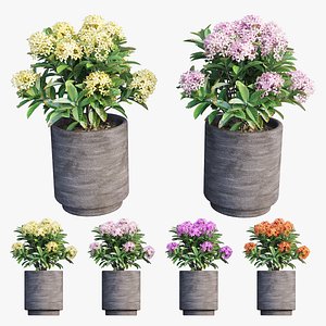 Ixora plant in pot set 03